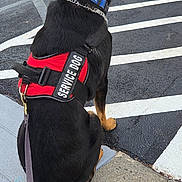 River joined the competition — help win amazing prizes! alert, black_dog, cars, collar, crosswalk, dog, harness, leash, outdoor, parking_lot, photography, residential_area, road, service_dog, service_vest, sidewalk, sitting, street, tan_markings, working_dog