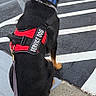 alert, black_dog, cars, collar, crosswalk, dog, harness, leash, outdoor, parking_lot, photography, residential_area, road, service_dog, service_vest, sidewalk, sitting, street, tan_markings, working_dog