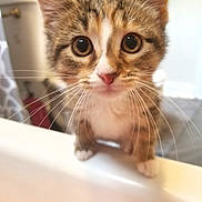 Poppy is registered to the contest to win money with this photo: adorable, animal, blurred_background, brown_tabby, cat, close_up, curious, cute, domestic_cat, feline, fur, indoor, kitten, looking_up, pets, pink_nose, small_paws, whiskers, wide_eyes, young