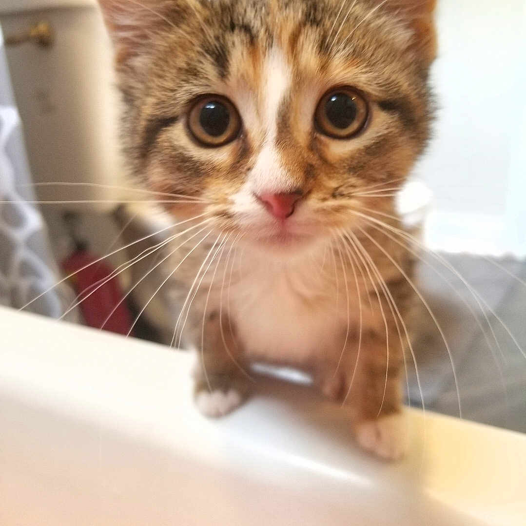 Poppy is registered to the contest to win money with this photo: adorable, animal, blurred_background, brown_tabby, cat, close_up, curious, cute, domestic_cat, feline, fur, indoor, kitten, looking_up, pets, pink_nose, small_paws, whiskers, wide_eyes, young