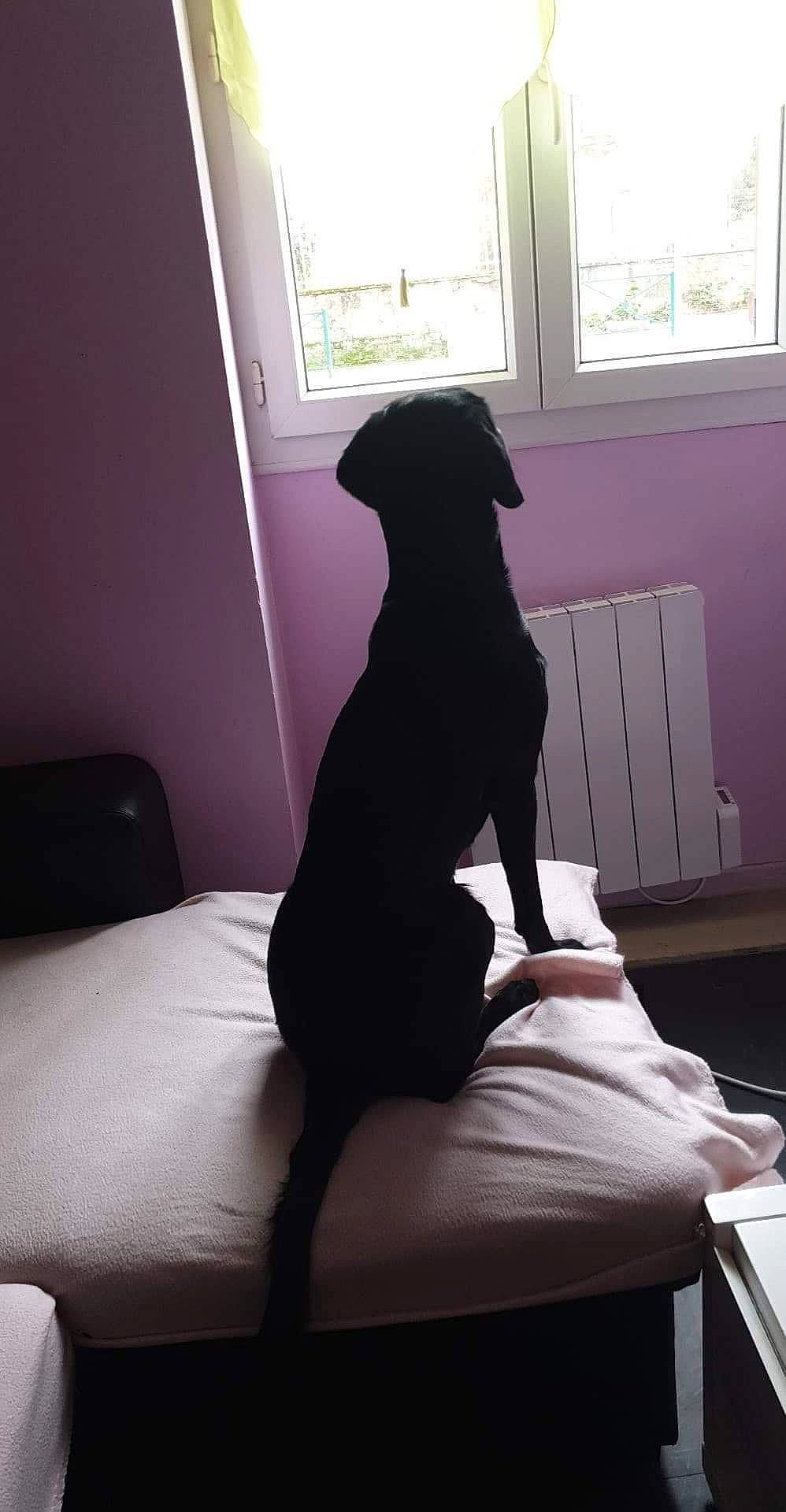 Nikita a rejoint le concours — aidez-le/la à gagner de superbes lots ! canidae, carnivore, companion_dog, dog, dog_breed, furniture, guard_dog, lighting_accessory, linens, pillow, room, slipcover, sporting_group, whippet