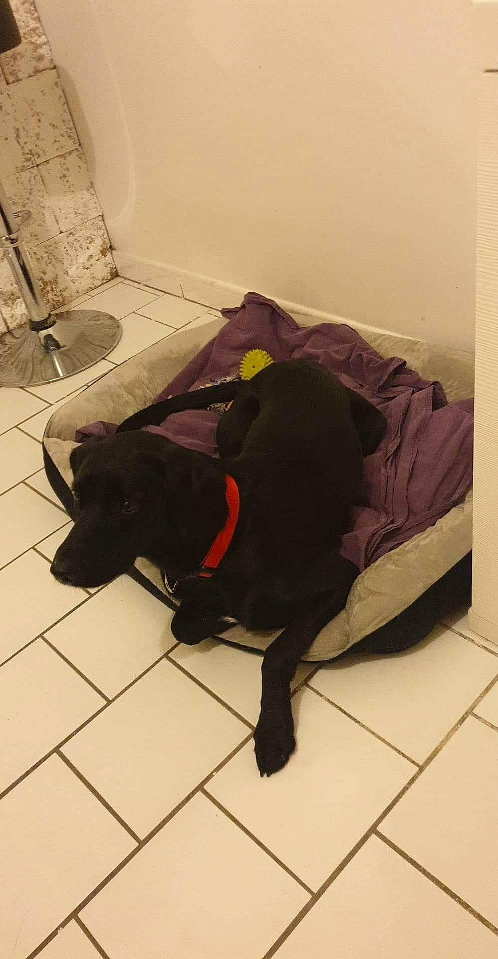 Nikita participe au concours pour gagner de l'argent avec cette photo : canidae, carnivore, comfort, dog, dog_breed, flat_coated_retriever, floor, flooring, guard_dog, labrador_retriever, non_sporting_group, retriever, schipperke, sporting_group, tail, tile