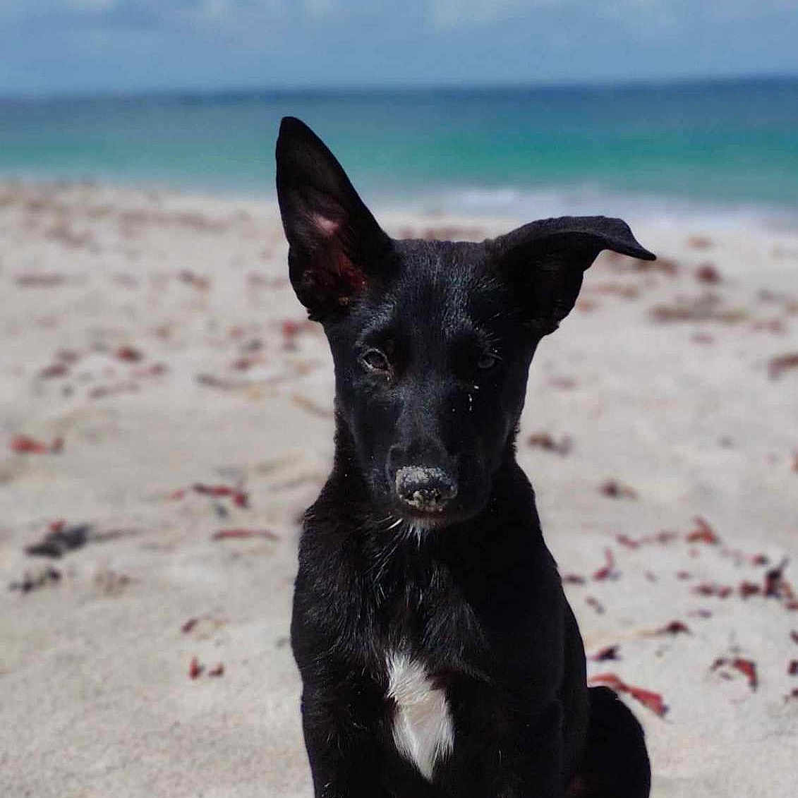Berny participe au concours pour gagner de l'argent avec cette photo : animal, ball, beach, canine, coast, dog, horizon, nature, outdoors, pet, puppy, sand, sea, shoreline, sky, soil, sport, tennis, tennisball, water