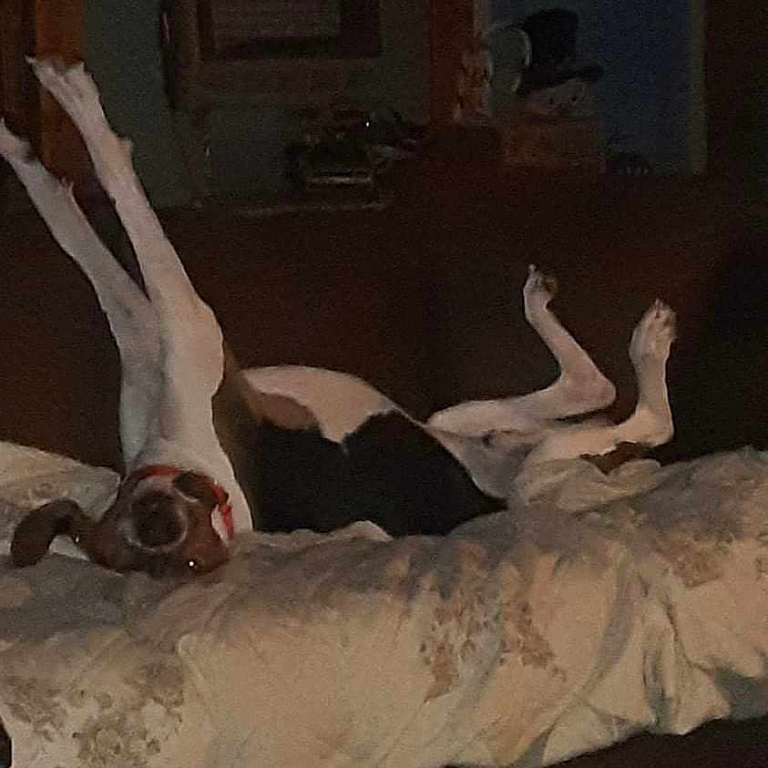 Remi joined the competition — help win amazing prizes! animal, beagle, bed, bedroom, bostonbull, bulldog, canine, couch, dog, furniture, greatdane, hound, indoors, person, pet, pointer, puppy, quilt, room, sleeping