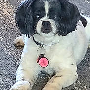 Spot joined the competition — help win amazing prizes! dog, black_and_white, pet, collar, tag, carpet, indoor, lying_down, fur, animal, cute, small_dog, paw, face, ears, domestic_animal, relaxed, companion, mammal, quiet