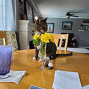 Trouble is registered to the contest to win money with this photo: cat, tabby_cat, flowers, vase, dining_table, playing_cards, glass, salt_shaker, pepper_shaker, papers, chair, living_room, ceiling_fan, window, curtains, picture_frame, carpet, furniture, domestic, indoor