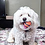 Lui is registered to the contest to win money with this photo: animal, ball, bed, bedspread, collar, cute, dog, domestic_animal, fluffy, fur, happy, indoor, living_room, pet, pet_accessory, playful, small_dog, tongue_out, toy, white_dog