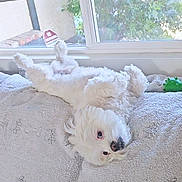 Lui joined the competition — help win amazing prizes! animal, bed, blanket, cozy, cute, dog, face, fluffy, fur, home, indoor, lying_down, nose, paw, pet, relaxed, resting, toy, white_dog, window