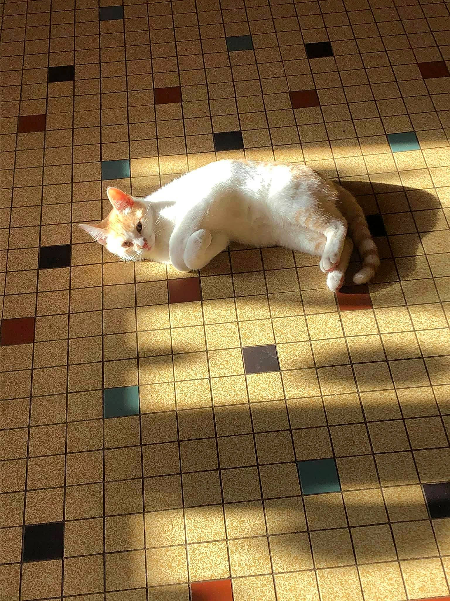 Guyzmo a rejoint le concours — aidez-le/la à gagner de superbes lots ! canidae, carnivore, cat, companion_dog, dog_breed, felidae, floor, flooring, fur, hardwood, human_leg, line, road_surface, small_to_medium_sized_cats, snout, space, sporting_group, tail, whiskers, wood