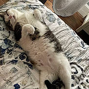 Sangsue a rejoint le concours — aidez-le/la à gagner de superbes lots ! cat, feline, bed, blanket, fur, relaxed, indoor, sleeping, white, gray, pattern, wooden_floor, cozy, pet, animal, cute, resting, paw, tail, home