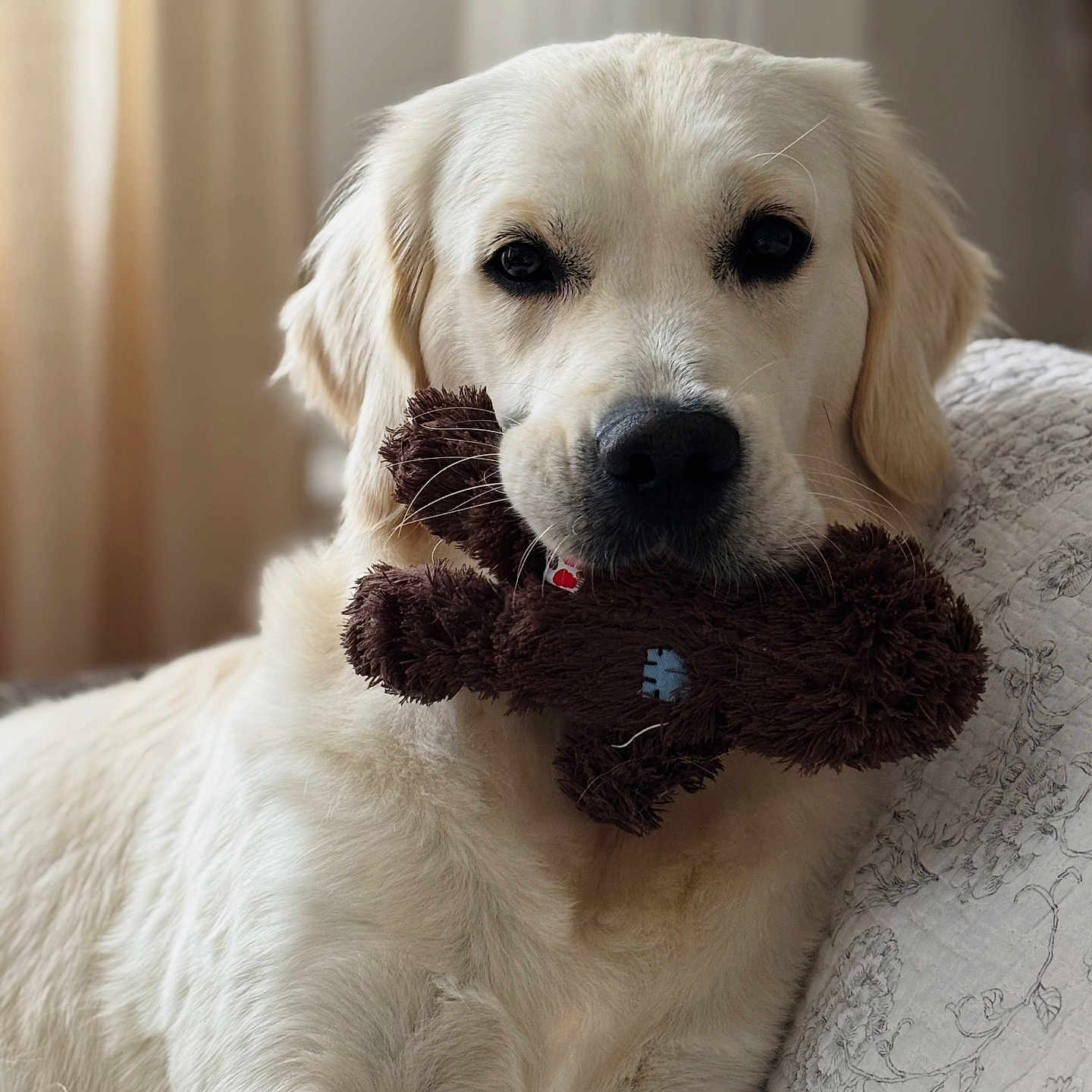 Naya a rejoint le concours — aidez-le/la à gagner de superbes lots ! animal, comfort, couch, cozy, cute, dog, ears, face, fur, golden_retriever, home, indoor, light, nose, pet, playing, plush_toy, portrait, relaxed, whiskers