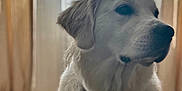 Naya a rejoint le concours — aidez-le/la à gagner de superbes lots ! dog, golden_retriever, pet, indoor, curtains, couch, soft_light, calm, portrait, animal, furniture, window, domestic, mammal, friendly, fluffy, side_view, quiet, household, companion