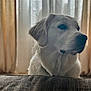 dog, golden_retriever, pet, indoor, curtains, couch, soft_light, calm, portrait, animal, furniture, window, domestic, mammal, friendly, fluffy, side_view, quiet, household, companion