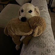 Naya participe au concours pour gagner de l'argent avec cette photo : dog, plush_toy, couch, quilt, indoor, pet, animal, cute, brown, white, floor, tile, furniture, living_room, home, soft_toy, playful, canine, cozy, peek
