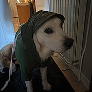 Naya a rejoint le concours — aidez-le/la à gagner de superbes lots ! animal, canine, companion, cozy, cute, dog, floor, home, hood, indoor, leash, lighting, pet, portrait, raincoat, rug, side_view, stuffed_toy, tile, white_fur