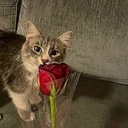 Mula is registered to the contest to win money with this photo: animal, cat, closeup, couch, cozy, curious, domestic_cat, feline, flower, gray_cat, green_stem, indoor, pet, plant, rose, sniffing, soft_fur, texture, white_cat, wrapped_flower