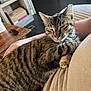 Duke is registered to the contest to win money with this photo: animal, cardboard_box, cat, comfort, cozy, domestic, fur, furniture, indoor, lap, person, pet, relaxation, resting, shelf, sleepy, striped, tabby_cat, whiskers, wooden_table