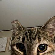 Duke joined the competition — help win amazing prizes! animal, artwork, background, blurred, cat, close_up, curiosity, curious, domestic_cat, ears, eyes, face, feline, indoor, minimalist, pet, portrait, tabby, wall, whiskers