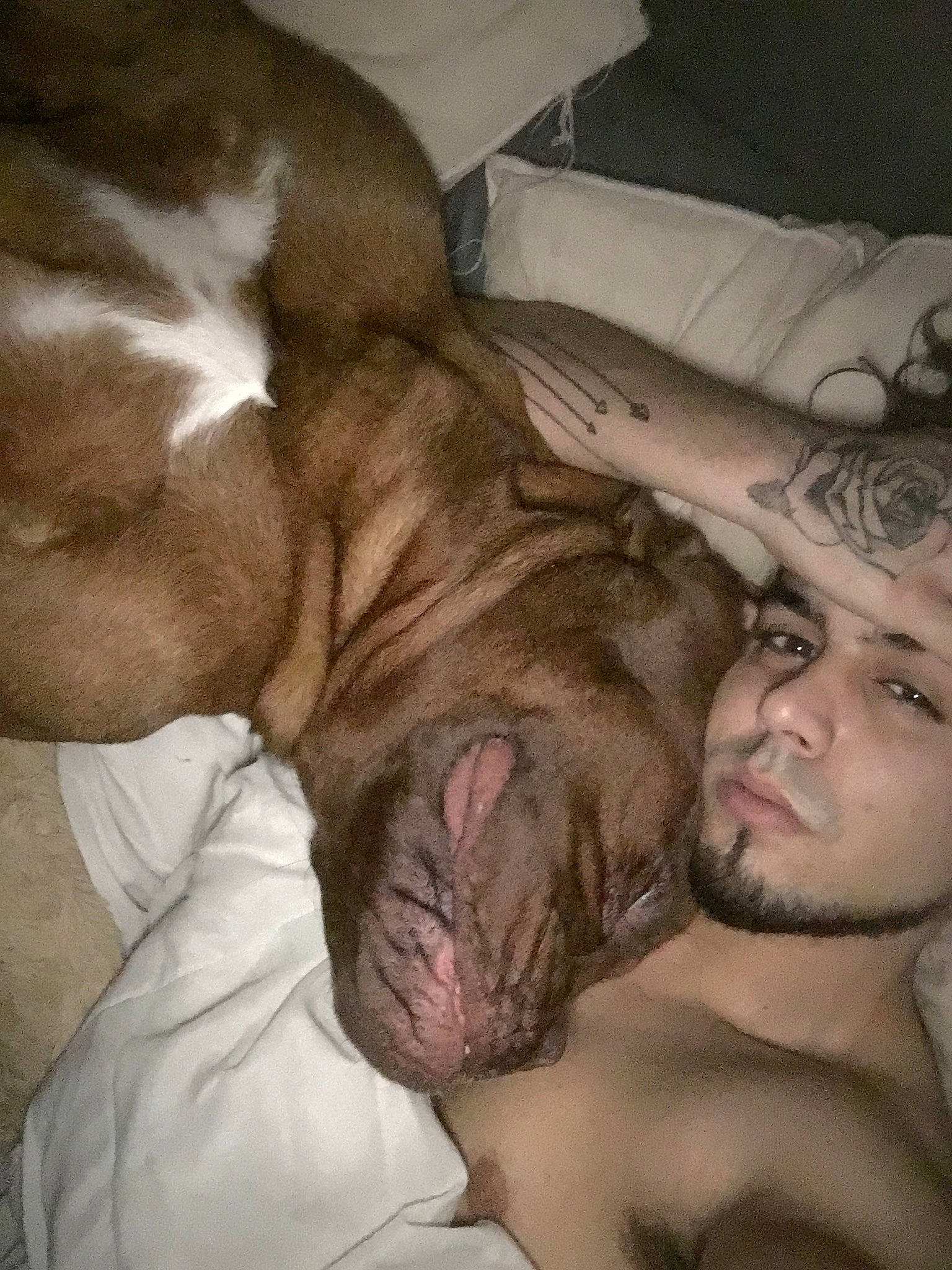 Never participe au concours pour gagner de l'argent avec cette photo : american_pit_bull_terrier, barechestedness, carnivoran, dog, dog_breed, dog_breed_group, dog_like_mammal, dogue_de_bordeaux, ear, mammal, mouth, muscle, neck, person, snout, vertebrate