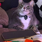 George joined the competition — help win amazing prizes! animal, blanket, bow_tie, cat, couch, cozy, domestic, ears, feline, gray_cat, home, indoor, pet, portrait, relaxed, resting, skull_pattern, smartphone, whiskers, white_fur