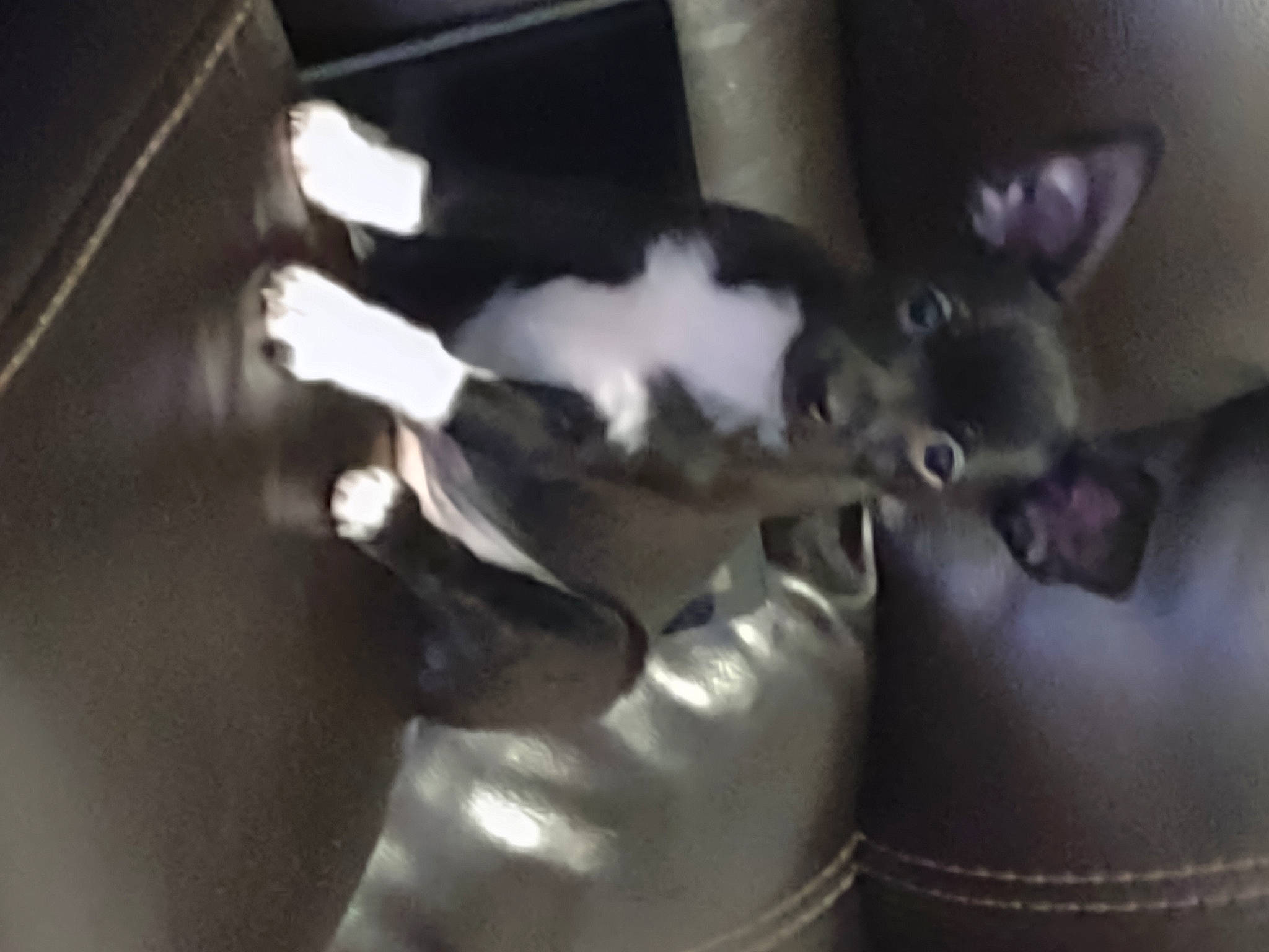 Snoop Dogg joined the competition — help win amazing prizes! boston_terrier, carnivore, chihuahua, comfort, companion_dog, darkness, dog, dog_breed, ear, fur, non_sporting_group, paw, sporting_group, tail, toy_dog, whiskers, working_animal