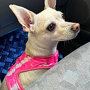 Lady is registered to the contest to win money with this photo: dog, small_dog, pink_harness, car_interior, blue_floor_mat, pet, animal, ears, brown_eyes, snout, fur, seat, window, vehicle, side_view, domestic_animal, cute, alert, indoor, companion