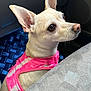 dog, small_dog, pink_harness, car_interior, blue_floor_mat, pet, animal, ears, brown_eyes, snout, fur, seat, window, vehicle, side_view, domestic_animal, cute, alert, indoor, companion