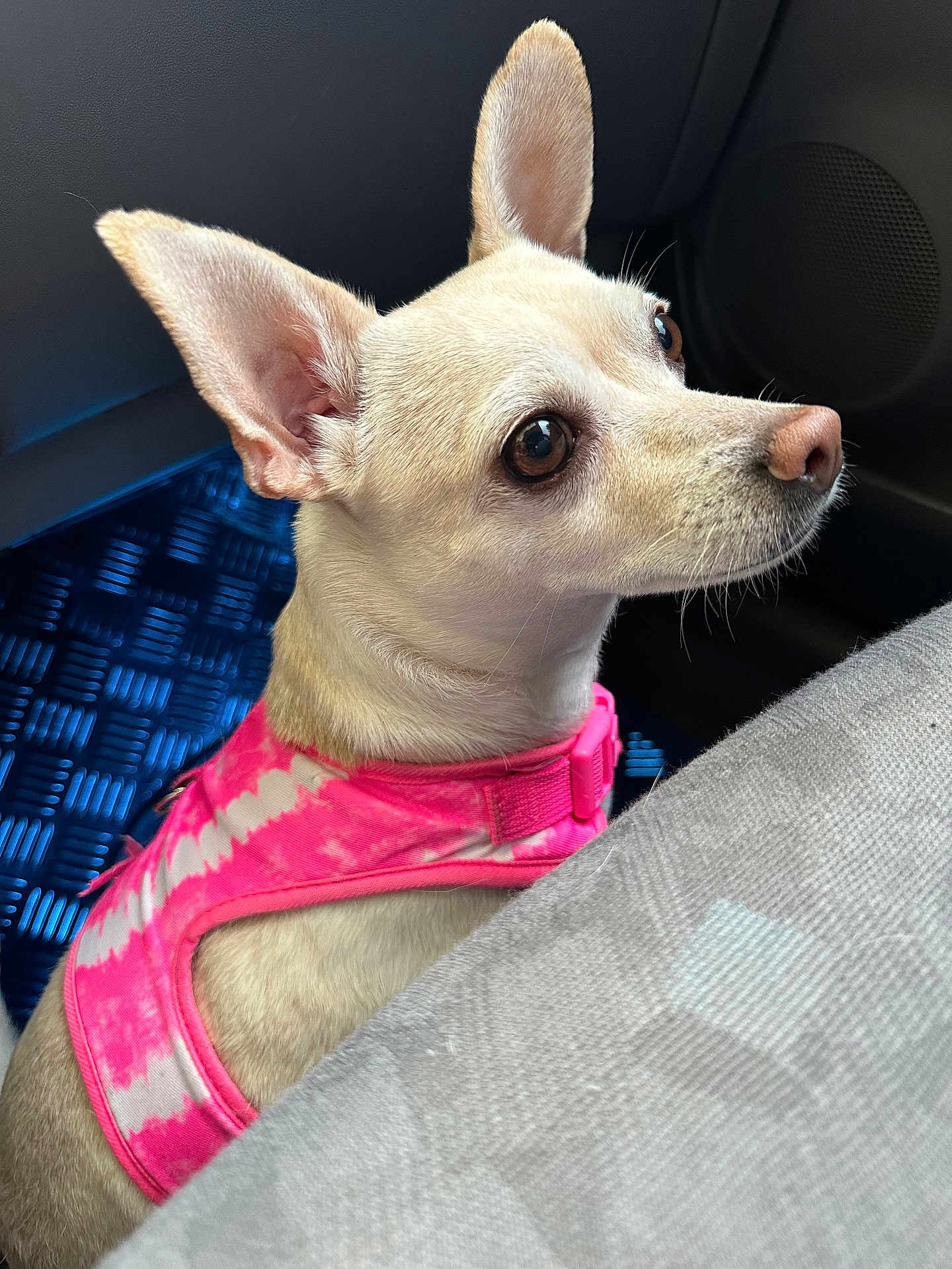Lady