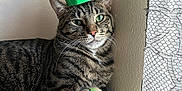 Teo is registered to the contest to win money with this photo: cat, tabby, green_crown, paper_crown, plush_toy, green_toy, pet, indoor, window, curtain, lace_curtain, relaxed, feline, animal, paw, resting, soft_light, domestic_cat, cute, portrait