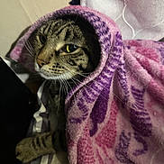 Teo joined the competition — help win amazing prizes! cat, tabby, blanket, pink, purple, cozy, indoor, pet, fur, whiskers, animal, cute, resting, face, paw, striped, soft, comfort, closeup, warm