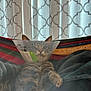 cat, tabby_cat, cone_collar, pet, indoor, blanket, fabric, curtains, relaxed, fur, paw, ears, resting, comfort, animal, domestic_animal, striped, closeup, feline, home