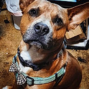 Punkinz is registered to the contest to win money with this photo: dog, pet, close_up, brown_fur, black_nose, harness, bow_tie, carpet, indoor, animal, canine, sitting, curious, attentive, ears_up, portrait, domestic_animal, companion, furry, cute