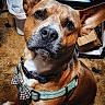 dog, pet, close_up, brown_fur, black_nose, harness, bow_tie, carpet, indoor, animal, canine, sitting, curious, attentive, ears_up, portrait, domestic_animal, companion, furry, cute