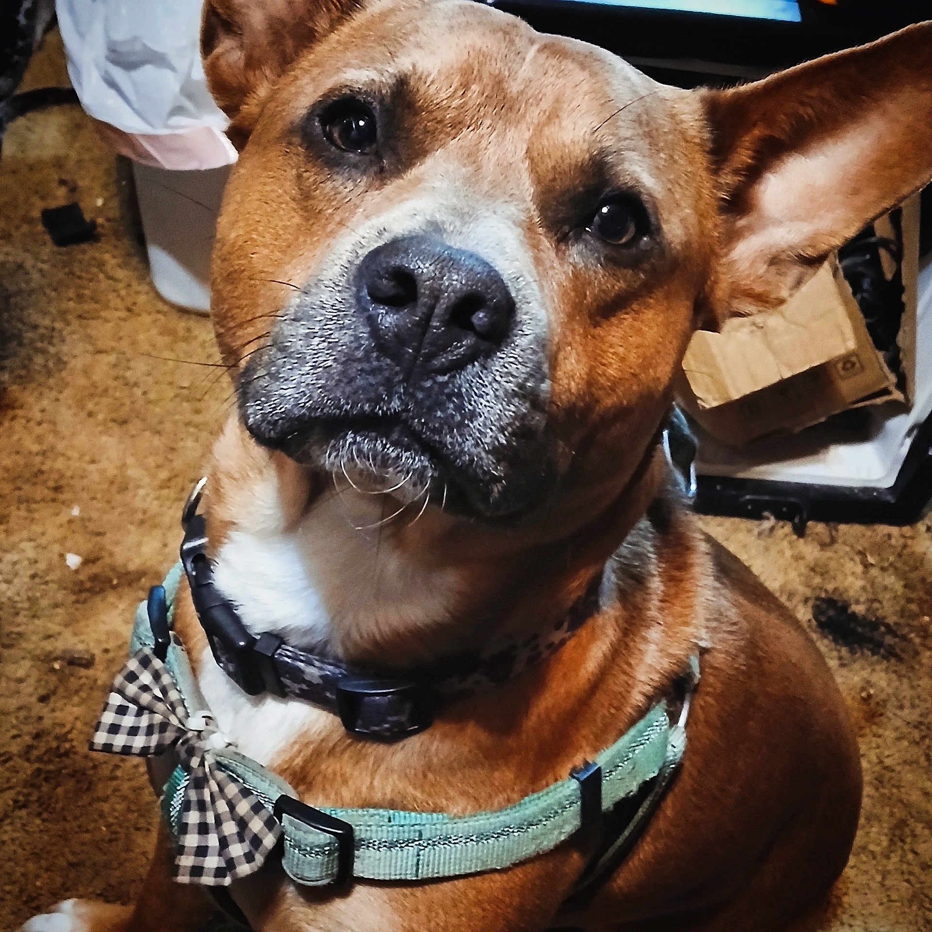 Punkinz is registered to the contest to win money with this photo: dog, pet, close_up, brown_fur, black_nose, harness, bow_tie, carpet, indoor, animal, canine, sitting, curious, attentive, ears_up, portrait, domestic_animal, companion, furry, cute