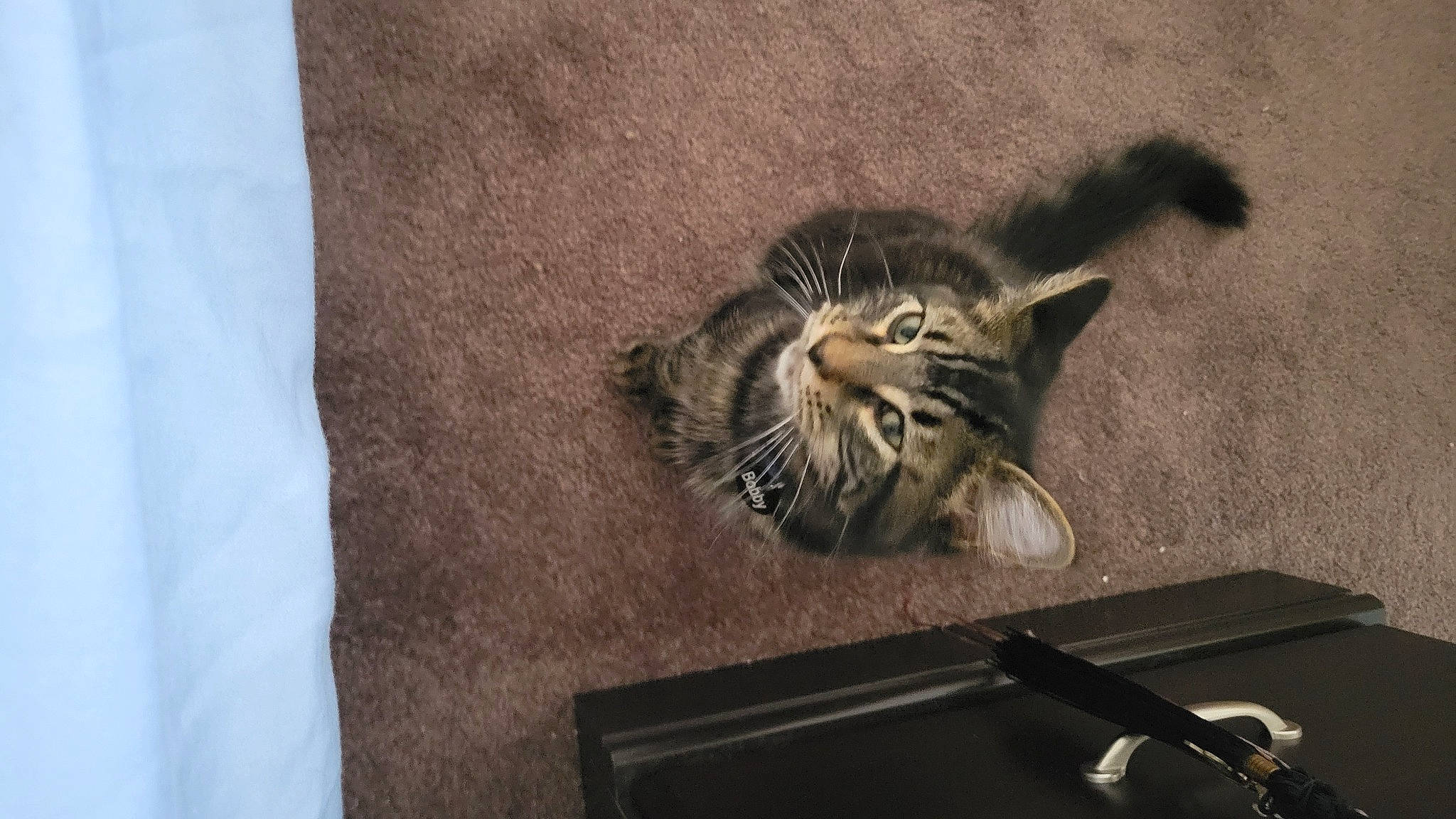 Bobby joined the competition — help win amazing prizes! carnivore, cat, claw, comfort, domestic_short_haired_cat, felidae, flooring, fur, grey, hardwood, office_supplies, paw, pen, small_to_medium_sized_cats, snout, tail, terrestrial_animal, whiskers, wildlife, wood