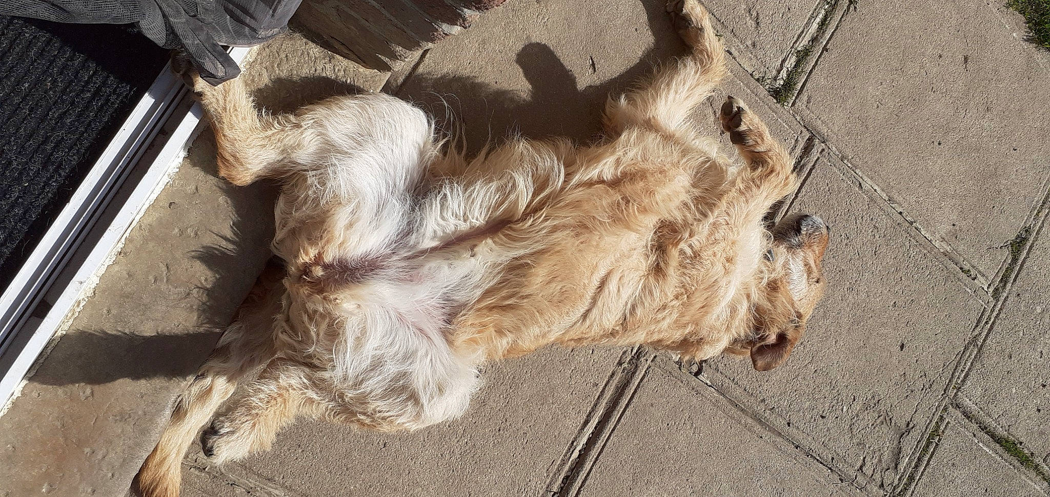 Mabroucka a rejoint le concours — aidez-le/la à gagner de superbes lots ! canidae, carnivore, claw, companion_dog, dog, dog_breed, fawn, felidae, fur, liver, paw, small_to_medium_sized_cats, snout, sporting_group, street_dog, tail, terrestrial_animal, terrier, wood, working_animal