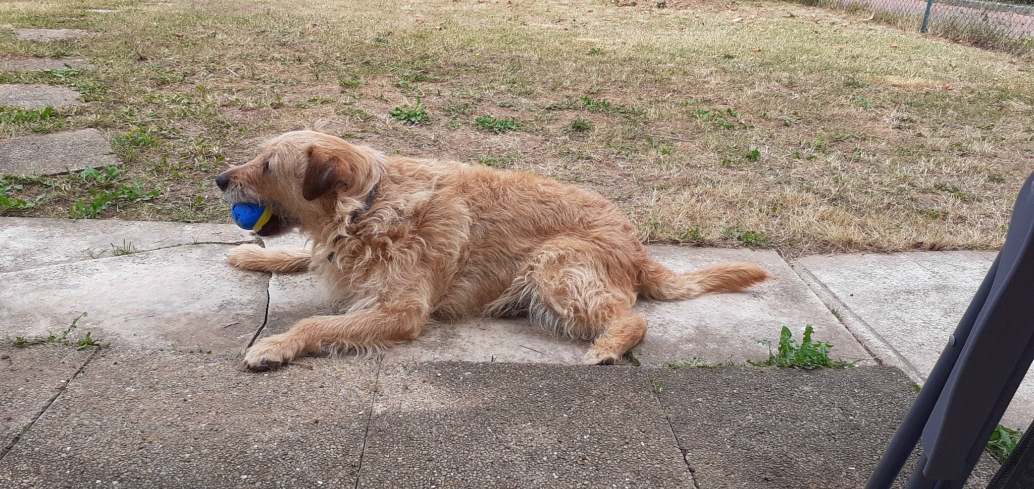 Mabroucka participe au concours pour gagner de l'argent avec cette photo : asphalt, canidae, carnivore, companion_dog, dog, dog_breed, fawn, golden_retriever, grass, plant, road_surface, soil, sporting_group, tail, working_animal
