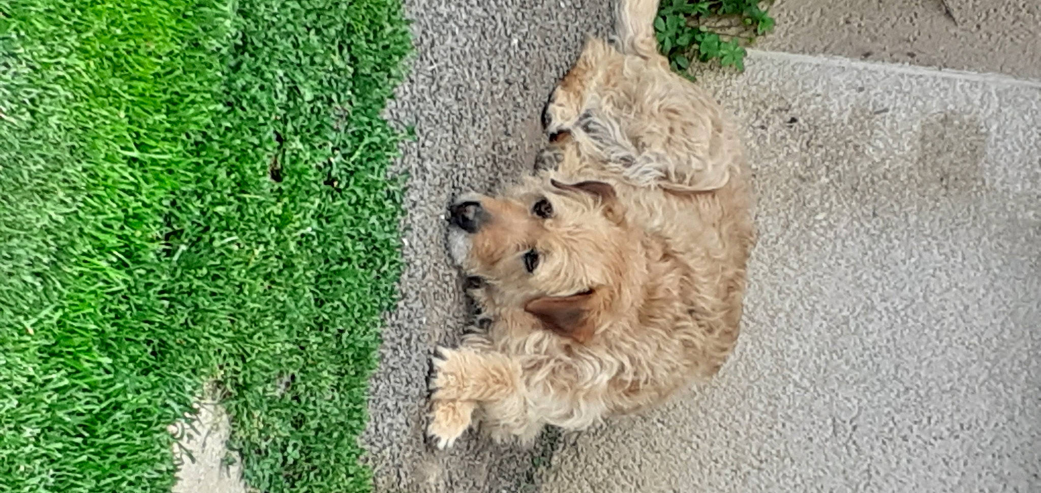 Mabroucka participe au concours pour gagner de l'argent avec cette photo : canidae, carnivore, companion_dog, dog, dog_breed, fur, grass, groundcover, plant, poodle_crossbreed, shrub, small_terrier, sporting_group, tail, terrestrial_animal, terrier, water_dog, working_animal