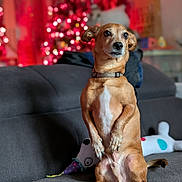 Gizmo a rejoint le concours — aidez-le/la à gagner de superbes lots ! dog, brown_dog, small_dog, pet, couch, indoor, plush_toy, holiday_lights, red_lights, decor, furniture, animal, alert, portrait, domestic, cute, companion, sitting, cozy, home