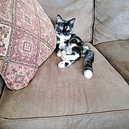 Willo is registered to the contest to win money with this photo: cat, kitten, black_and_white, tuxedo_cat, fluffy, sitting, lounging, couch, sofa, pillow, patterned_pillow, indoors, pet, animal, whiskers, ears, tail, paws, relaxed, portrait