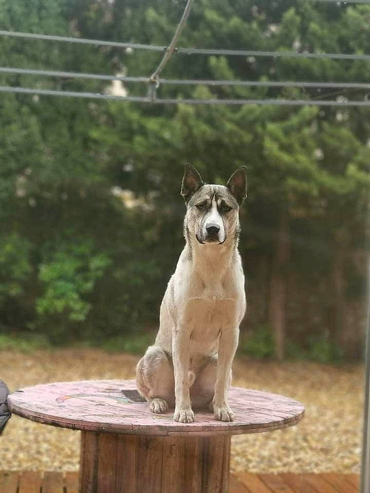 Oops a rejoint le concours — aidez-le/la à gagner de superbes lots ! ancient_dog_breeds, australian_cattle_dog, canaan_dog, canidae, carnivore, carolina_dog, dog, dog_breed, fawn, korean_jindo_dog, mammal, new_guinea_singing_dog, norwegian_buhund, pariah_dog, vertebrate