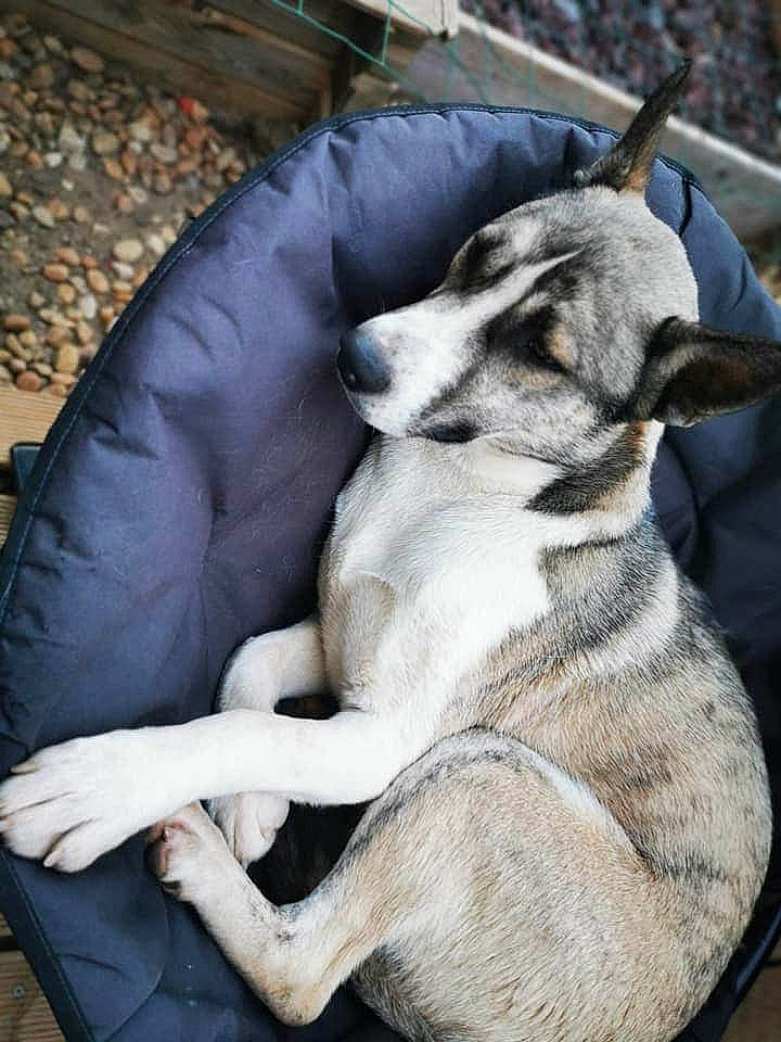 Oops a rejoint le concours — aidez-le/la à gagner de superbes lots ! canidae, carnivore, companion_dog, czechoslovakian_wolfdog, dog, dog_breed, fawn, jamthund, mammal, nap, northern_inuit_dog, norwegian_elkhound, saarloos_wolfdog, vertebrate, wolfdog