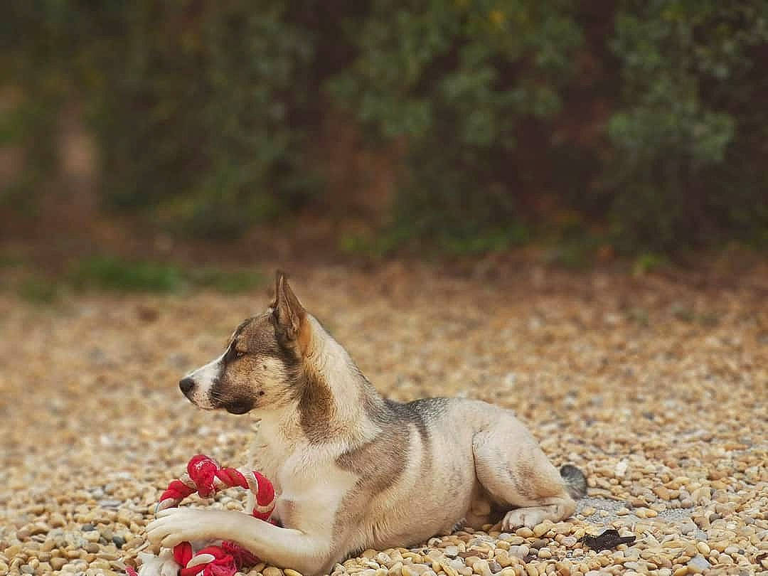 Oops participe au concours pour gagner de l'argent avec cette photo : canidae, canis, carnivore, czechoslovakian_wolfdog, dog, dog_breed, east_siberian_laika, laika, mammal, native_american_indian_dog, northern_inuit_dog, rare_breed_dog, saarloos_wolfdog, siberian_husky, vertebrate, west_siberian_laika, wolfdog