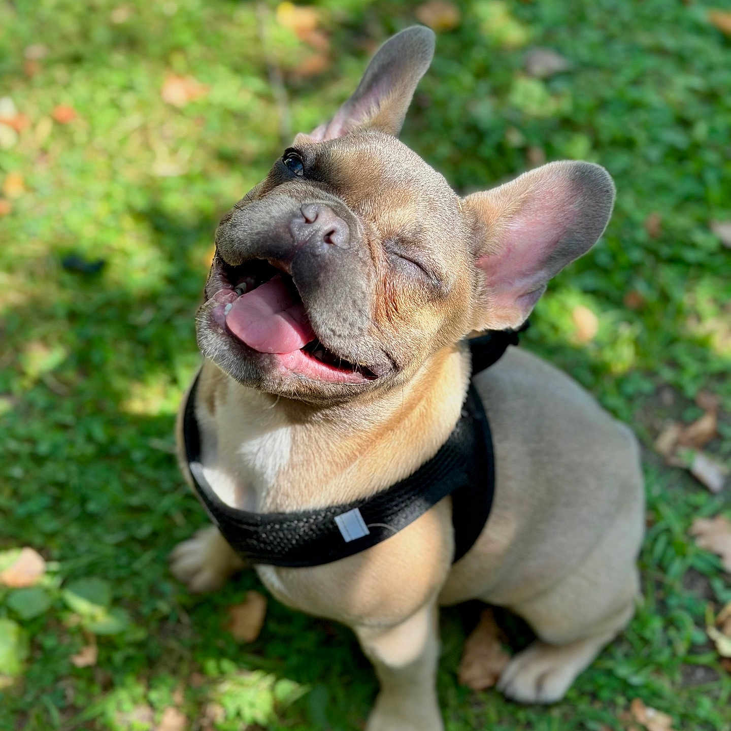 Aïko a rejoint le concours — aidez-le/la à gagner de superbes lots ! animal, black_harness, canine, closeup, cute, dog, french_bulldog, grass, happy, nature, outdoor, pet, playful, puppy, sitting, smiling, summer, sunlight, tongue_out, winking