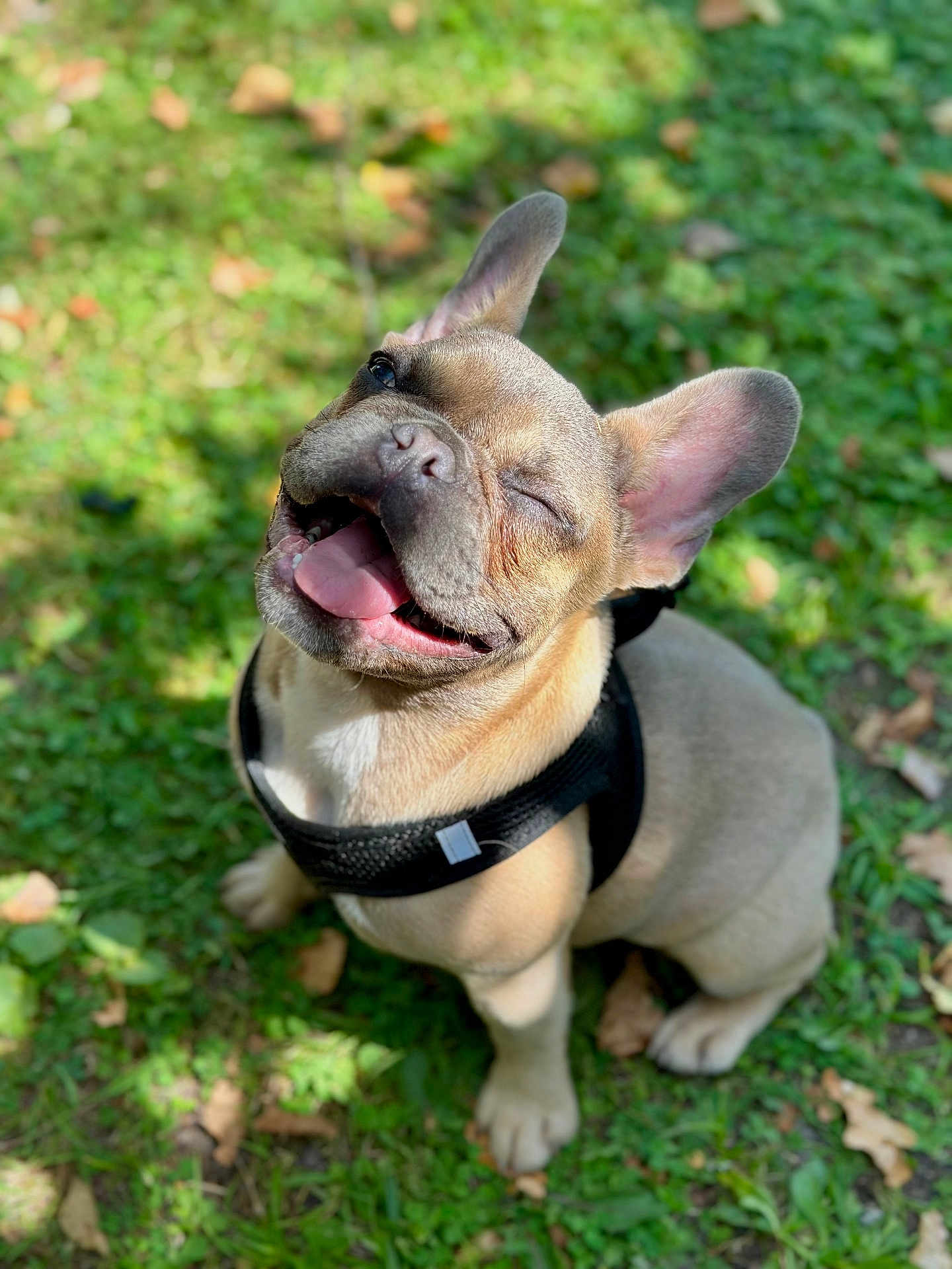 Aïko a rejoint le concours — aidez-le/la à gagner de superbes lots ! dog, french_bulldog, puppy, outdoor, grass, happy, smiling, winking, tongue_out, pet, canine, animal, sunlight, black_harness, cute, sitting, nature, playful, summer, closeup