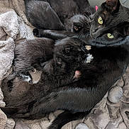 Luna is registered to the contest to win money with this photo: cat, kitten, black_cat, mother_cat, nursing, pet, animal, feline, cozy, blanket, soft_texture, indoor, resting, cute, sleeping, nest, fur, tail, whiskers, mesh_enclosure
