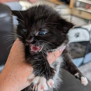 Millie joined the competition — help win amazing prizes! kitten, cat, black_and_white, paw, hand, indoor, furniture, person, blurred_background, sitting, animal, pet, cute, fur, whiskers, small, young, mouth_open, claws, holding