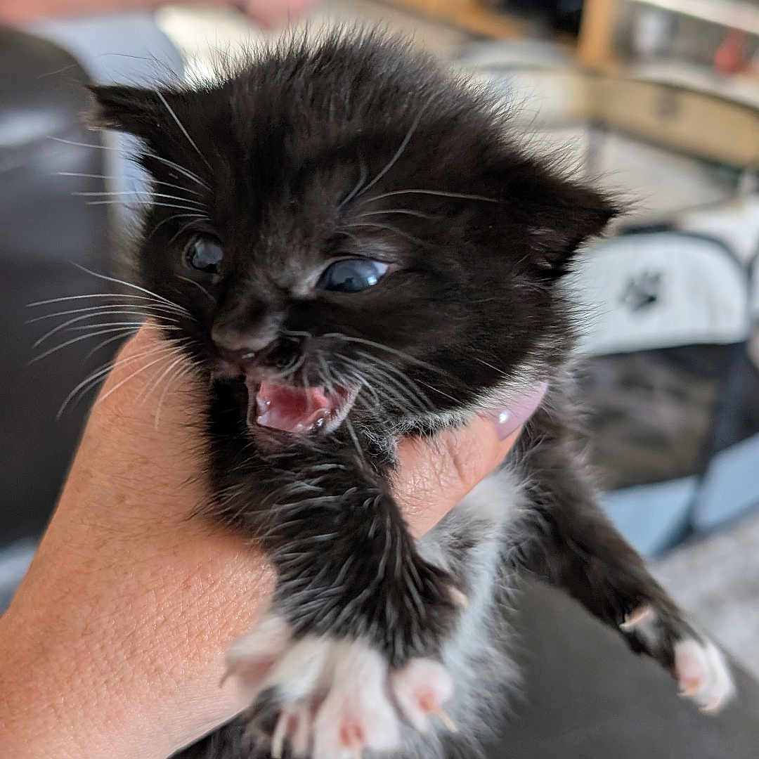 Millie joined the competition — help win amazing prizes! animal, black_and_white, blurred_background, cat, claws, cute, fur, furniture, hand, holding, indoor, kitten, mouth_open, paw, person, pet, sitting, small, whiskers, young
