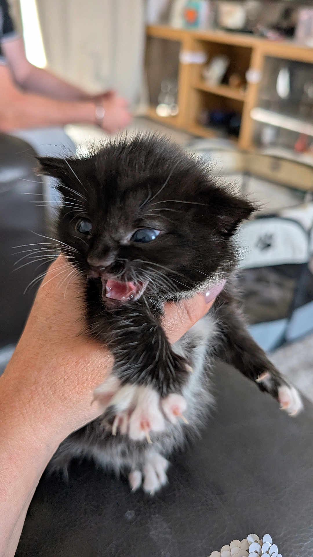 Millie joined the competition — help win amazing prizes! kitten, cat, black_and_white, paw, hand, indoor, furniture, person, blurred_background, sitting, animal, pet, cute, fur, whiskers, small, young, mouth_open, claws, holding