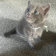 Nala is registered to the contest to win money with this photo: animal, blue_eyes, carpet, cat, curious, cute, ears, feline, fur, gray_fur, indoor, kitten, looking_up, pet, ribbon, sitting, small, soft_light, whiskers, young